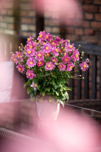 little-breeze-sweet_anemone_73260_2
