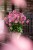 little-breeze-sweet_anemone_73260_2