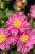 little-breeze-sweet_anemone_73260_6