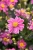 little-breeze-sweet_anemone_73260_1