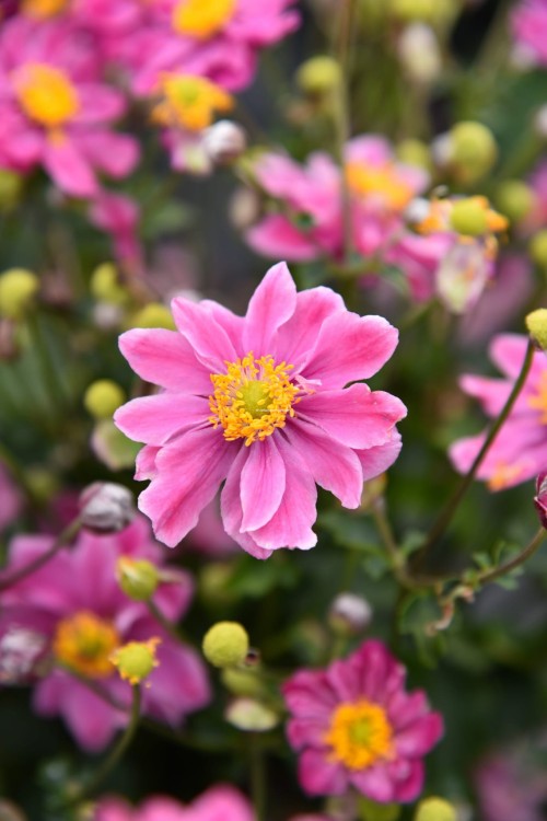 little-breeze-sweet_anemone_73260_1