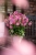 little-breeze-sweet_anemone_73260_2