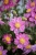 little-breeze-sweet_anemone_73260_3