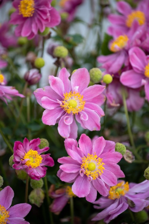 little-breeze-sweet_anemone_73260_3