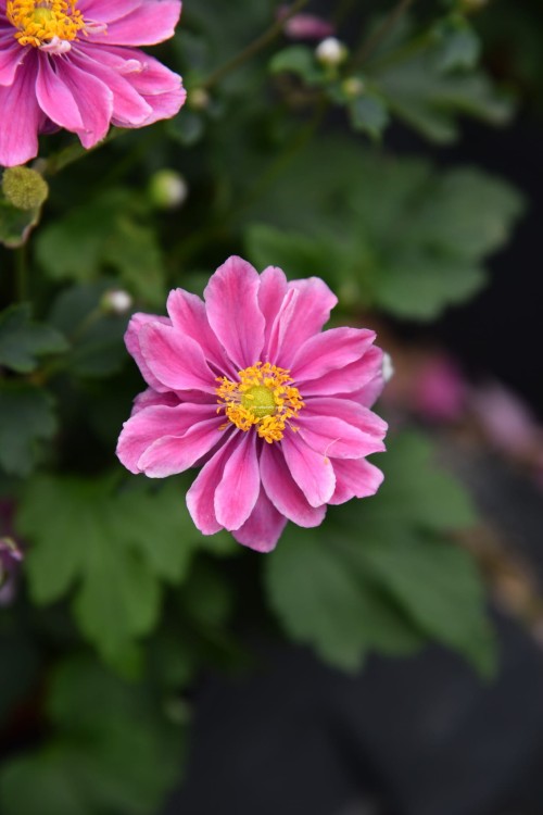 little-breeze-sweet_anemone_73260_4