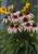 fountain-pink-eye_echinacea-hybrida_77447_3