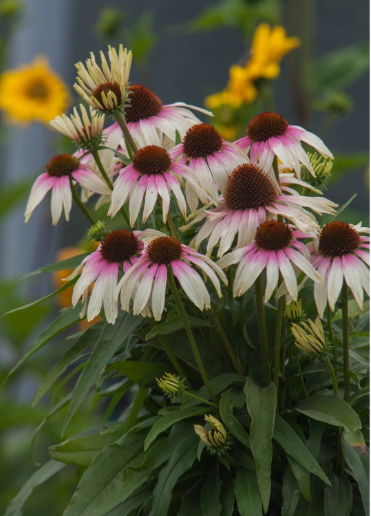 fountain-pink-eye_echinacea-hybrida_77447_3