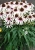 fountain-pink-eye_echinacea-hybrida_77447_4