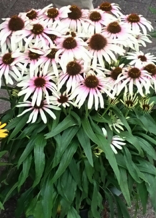 fountain-pink-eye_echinacea-hybrida_77447_4
