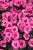 angel-of-hope_dianthus-plumarius_77816_1