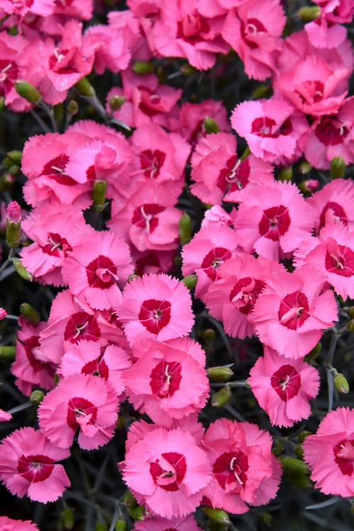 angel-of-hope_dianthus-plumarius_77816_1