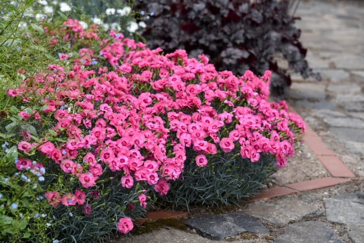 angel-of-hope_dianthus-plumarius_77816_2