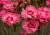 angel-of-hope_dianthus-plumarius_77816_3