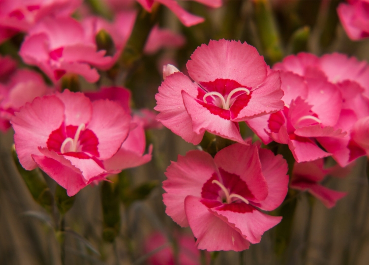 angel-of-hope_dianthus-plumarius_77816_3