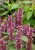 beelicious-purple_agastache-hybrida_74408_4