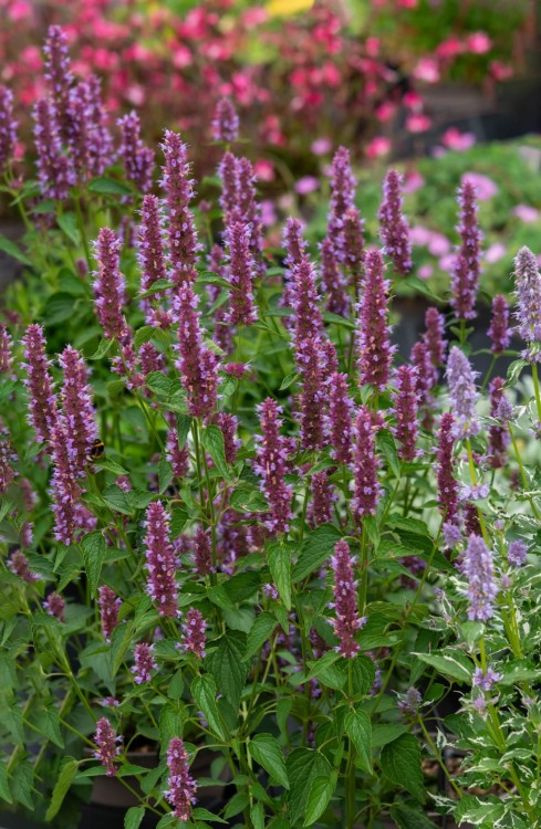 beelicious-purple_agastache-hybrida_74408_2