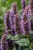 beelicious-purple_agastache-hybrida_74408_5