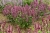 beelicious-purple_agastache-hybrida_74408_1