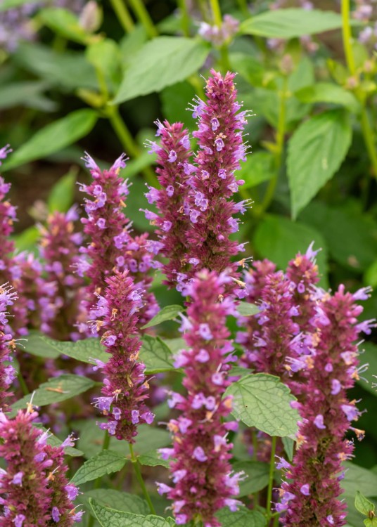beelicious-purple_agastache-hybrida_74408_4