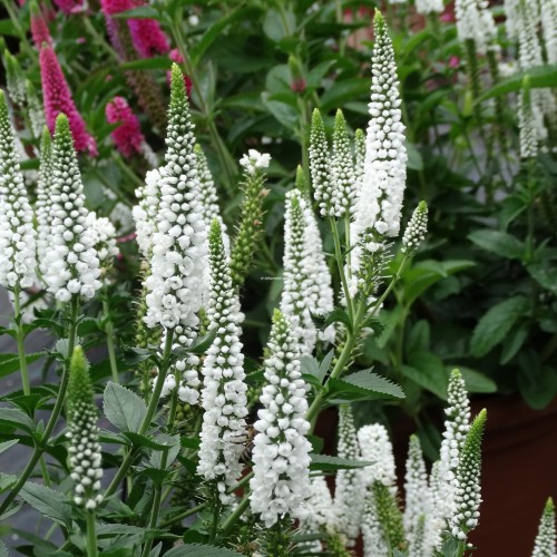 first-lady_veronica-longifolia_71562_1