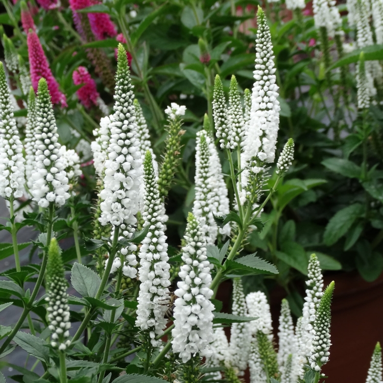 first-lady_veronica-longifolia_71562_1