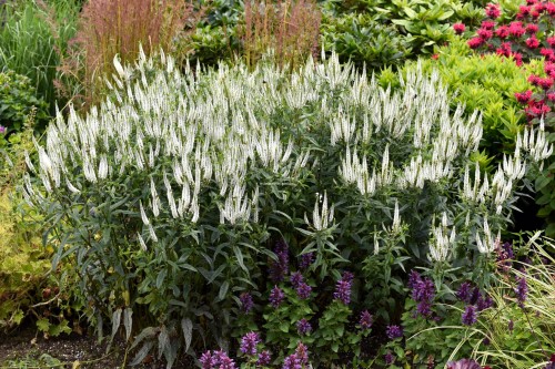 first-lady_veronica-longifolia_71562_2