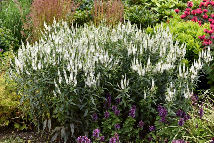 first-lady_veronica-longifolia_71562_2