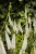 first-lady_veronica-longifolia_71562_6