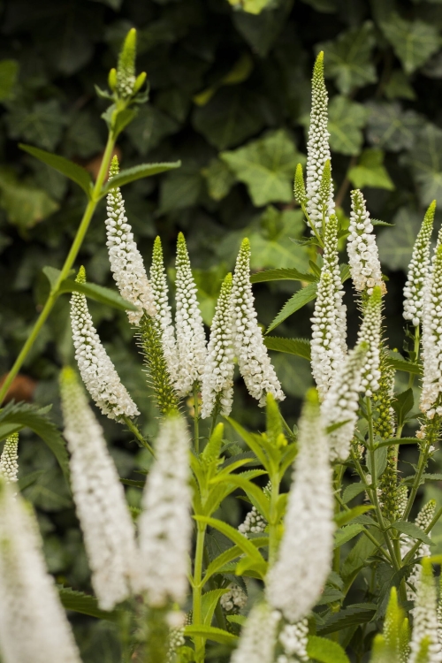 first-lady_veronica-longifolia_71562_6