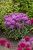baby-spice_monarda-hybrida_77504_2