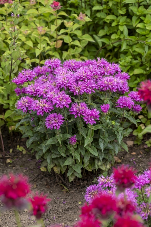 baby-spice_monarda-hybrida_77504_2