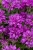 baby-spice_monarda-hybrida_77504_1