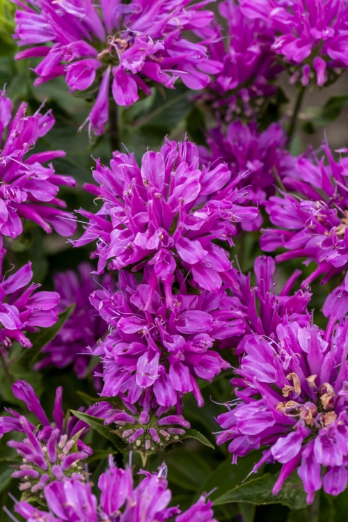 baby-spice_monarda-hybrida_77504_1