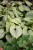 little-heart_brunnera-macrophylla_70493_1