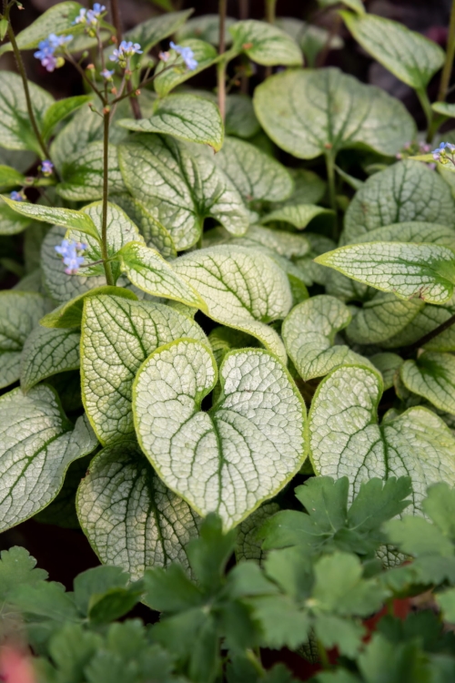 little-heart_brunnera-macrophylla_70493_1