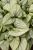 little-heart_brunnera-macrophylla_70493_6