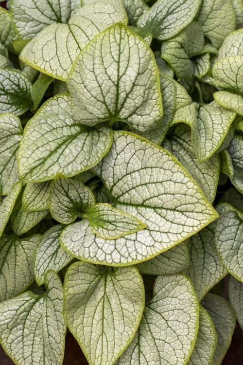 little-heart_brunnera-macrophylla_70493_6