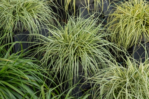 moonlight_carex-oshimensis_74172_1