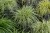 moonlight_carex-oshimensis_74172_1