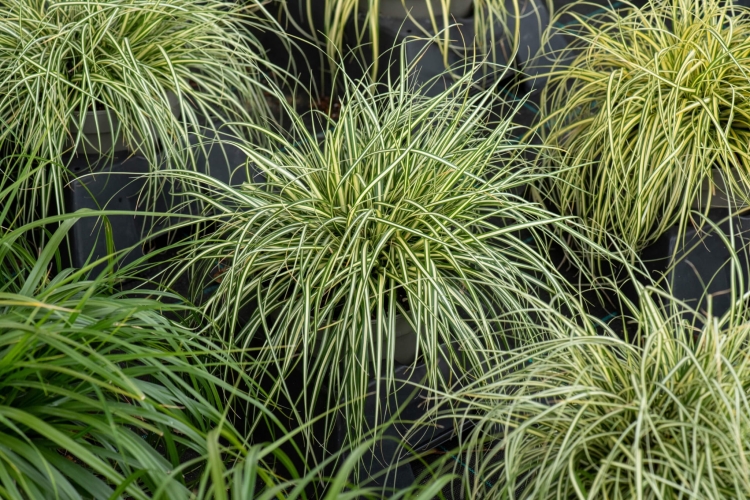 moonlight_carex-oshimensis_74172_1