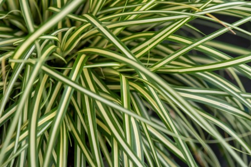 moonlight_carex-oshimensis_74172_2