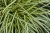 moonlight_carex-oshimensis_74172_2