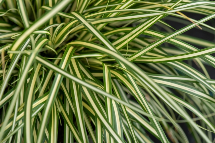 moonlight_carex-oshimensis_74172_2