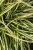 moonlight_carex-oshimensis_74172_4