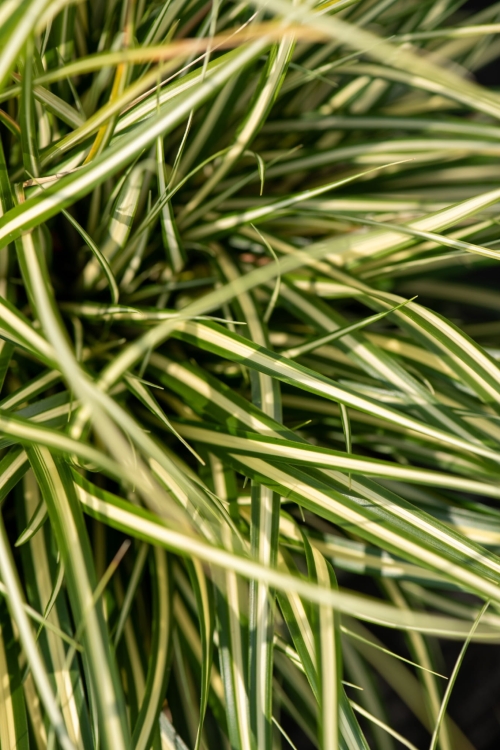 moonlight_carex-oshimensis_74172_4