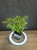 IMG_6721