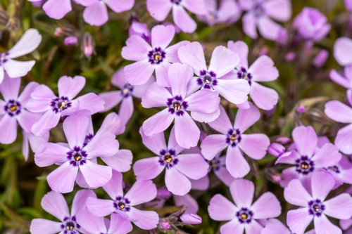 benita_phlox-subulata_76375_2