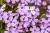 benita_phlox-subulata_76375_2