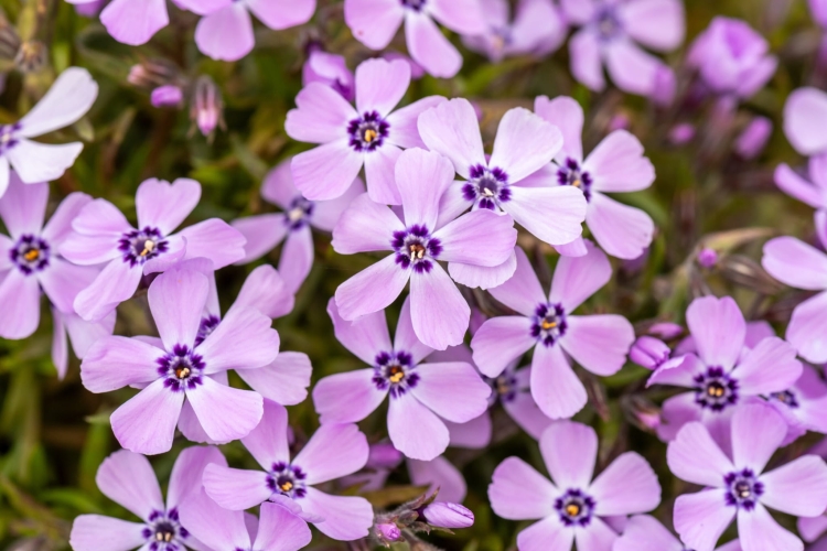 benita_phlox-subulata_76375_2