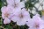 frivolius-pink_geranium-sanguineum_71151_1